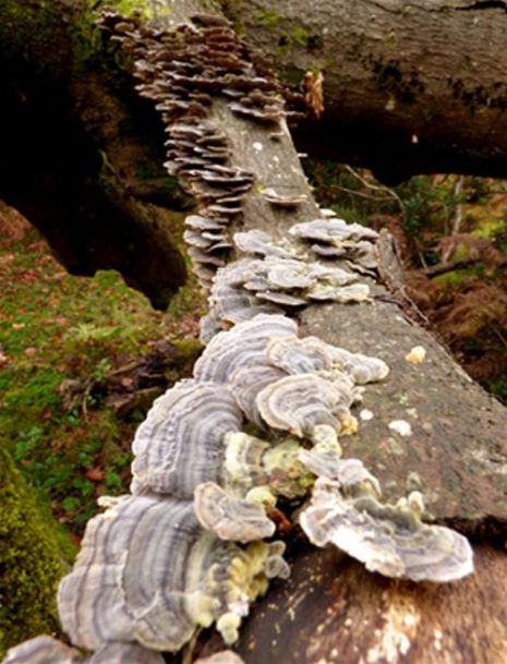 Light-coloured brackets on a fallen beech limb in the New Forest, Hampshire.